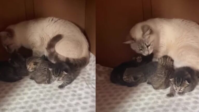 Esta gata rescatada adopta a dos gatitos abandonados en su camada