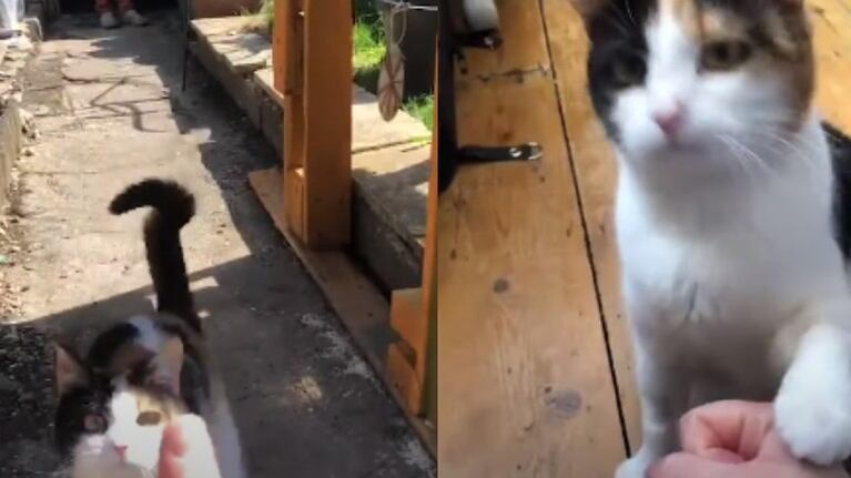 Esta gata sorda se comunica con sus dueños mediante el lenguaje de signos