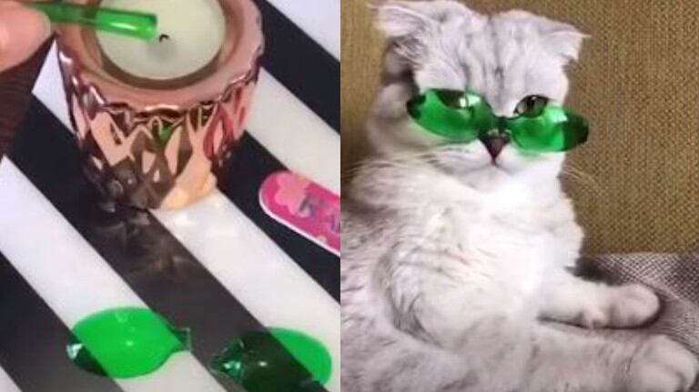 Esta gata viste unas gafas de sol hechas a medida
