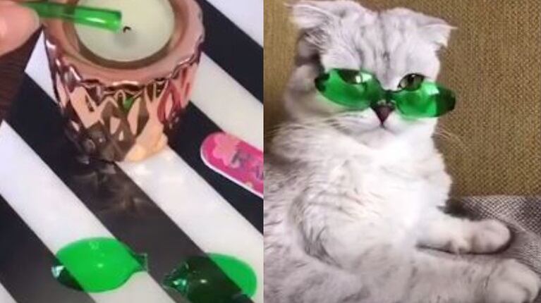 Esta gata viste unas gafas de sol hechas a medida