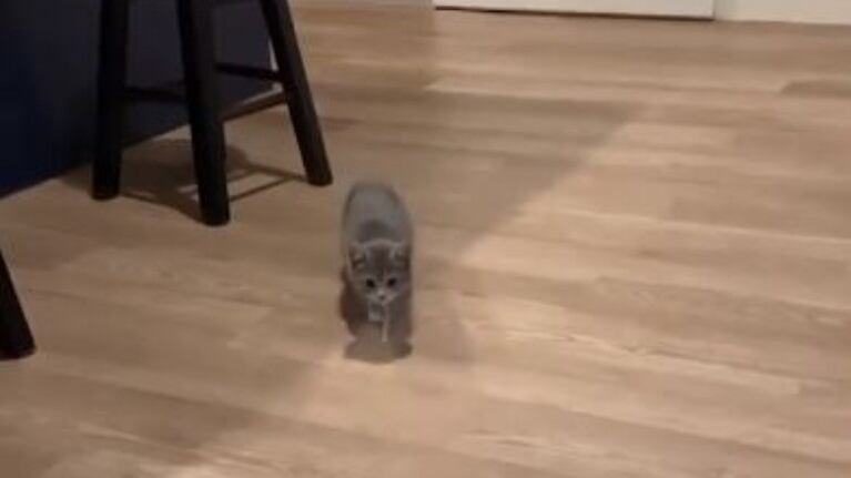 Esta gatita de 11 semanas es experta en diversión