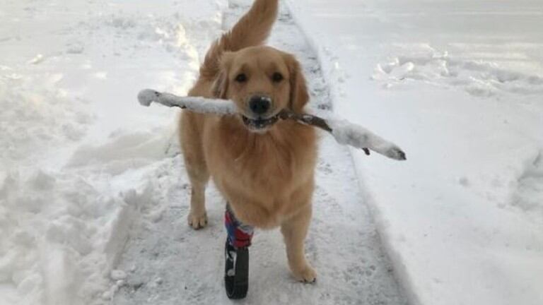 Esta Golden Retriever disfruta de una nueva oportunidad en la vida gracias a su nueva pata biónica