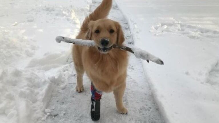 Esta Golden Retriever disfruta de una nueva oportunidad en la vida gracias a su nueva pata biónica