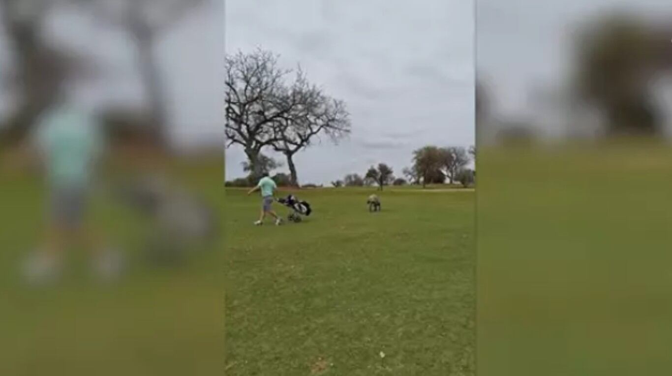 Esta hiena se convierte en asistente de golfista persiguiéndole durante 250 metros en un campo de golf