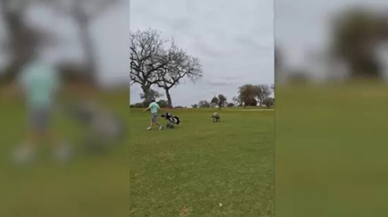 Esta hiena se convierte en asistente de golfista persiguiéndole durante 250 metros en un campo de golf