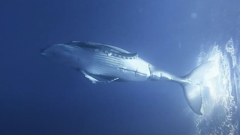 Esta juguetona ballena deja fotografiar sus acrobáticos movimientos bajo la superficie del agua
