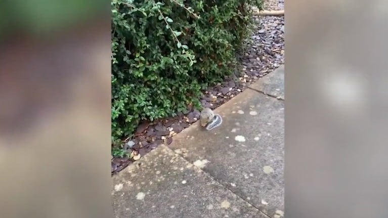 Esta mujer acoge a una ardilla y ahora forma parte de la familia