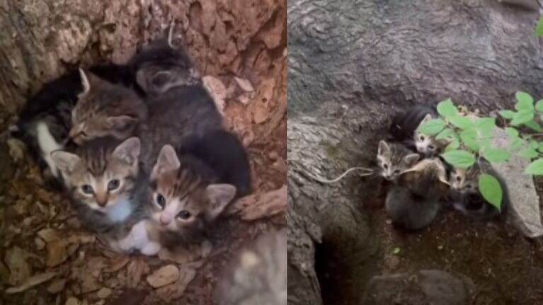 Esta mujer busca hogar para una camada de gatitos que se encontró escondida en un árbol