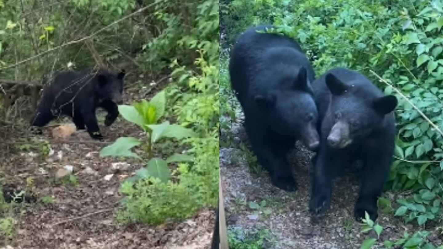 Esta mujer consiguió grabar el sorprendente encuentro que tuvo con una familia de osos negros