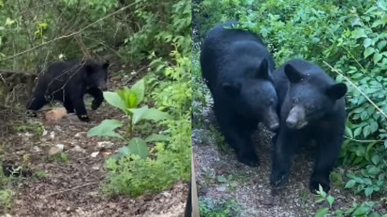 Esta mujer consiguió grabar el sorprendente encuentro que tuvo con una familia de osos negros
