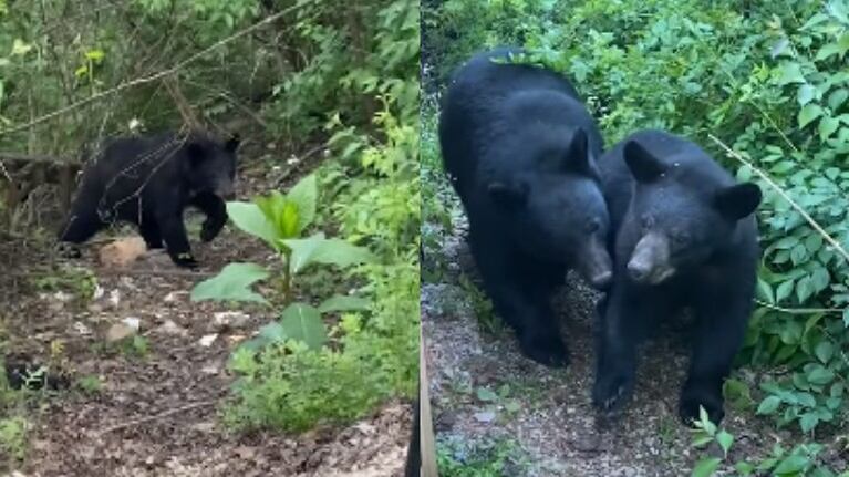 Esta mujer consiguió grabar el sorprendente encuentro que tuvo con una familia de osos negros