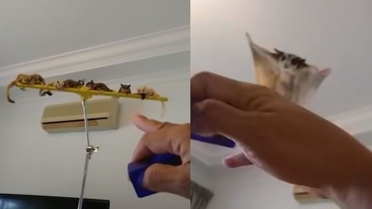 Esta mujer es amante de los animales nivel: entrenadora de petauros del azúcar