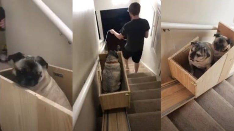 Esta mujer fabrica un “salvaescaleras” casero para ayudar a sus perros mayores en su autonomía