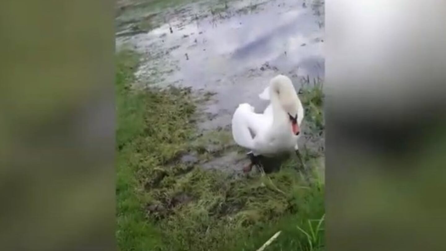 Esta mujer fue sorprendida por un cisne que le atacó cuando intentó alimentarlo