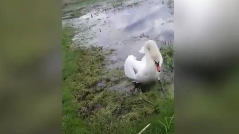 Esta mujer fue sorprendida por un cisne que le atacó cuando intentó alimentarlo