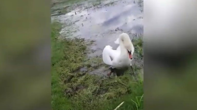 Esta mujer fue sorprendida por un cisne que le atacó cuando intentó alimentarlo