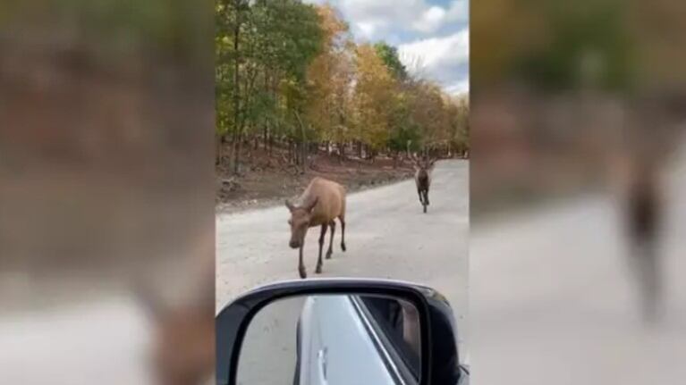 Esta mujer graba la reacción de un curioso alce durante un safari