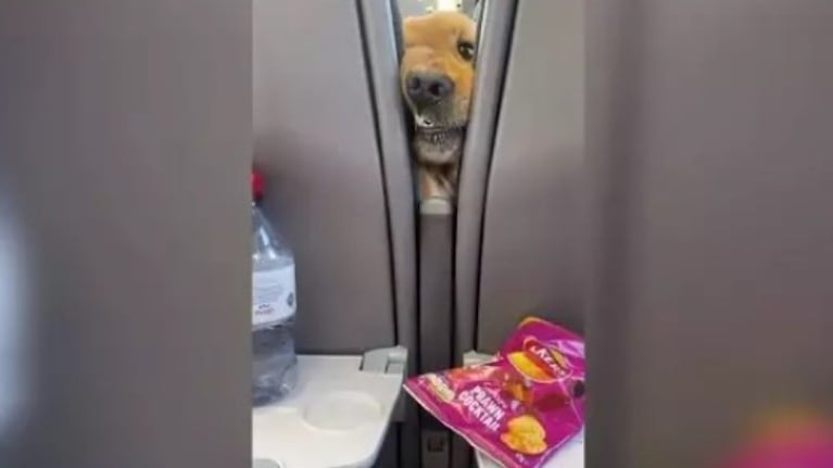 Esta mujer mostró a sus seguidores cómo es viajar con un perro extremadamente hambriento