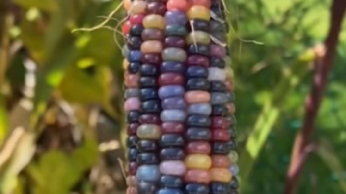  Esta mujer recogió la cosecha de su plantación de maíz de colores y Photoshop no tiene nada que ver