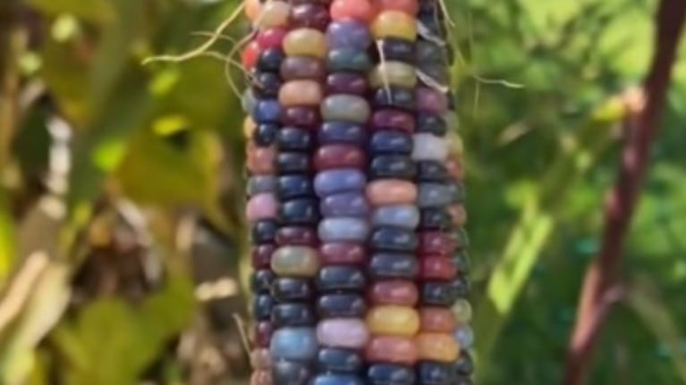  Esta mujer recogió la cosecha de su plantación de maíz de colores y Photoshop no tiene nada que ver