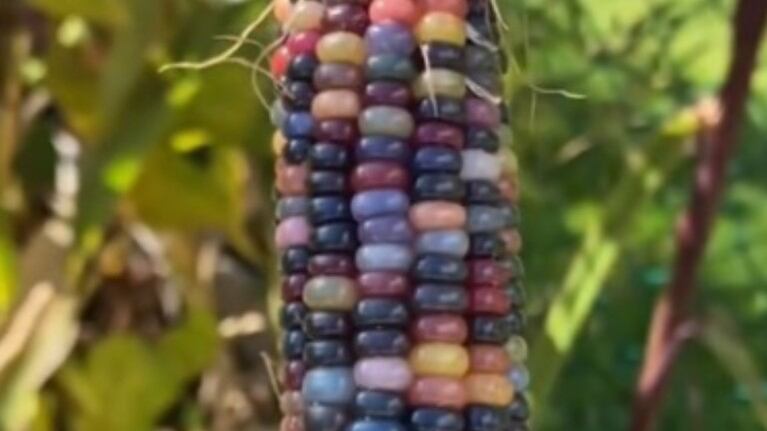 Esta mujer recogió la cosecha de su plantación de maíz de colores y Photoshop no tiene nada que ver