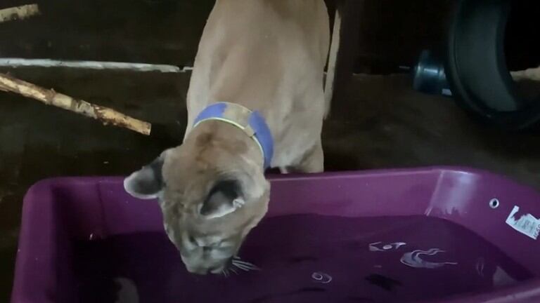 Esta mujer rusa tiene un puma como mascota