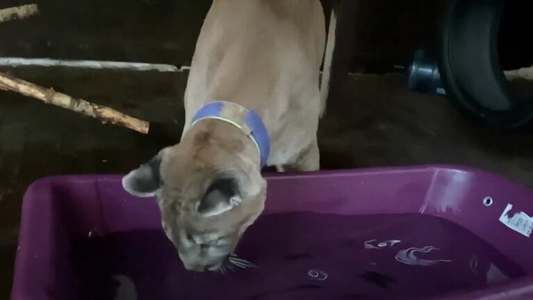 Esta mujer rusa tiene un puma como mascota