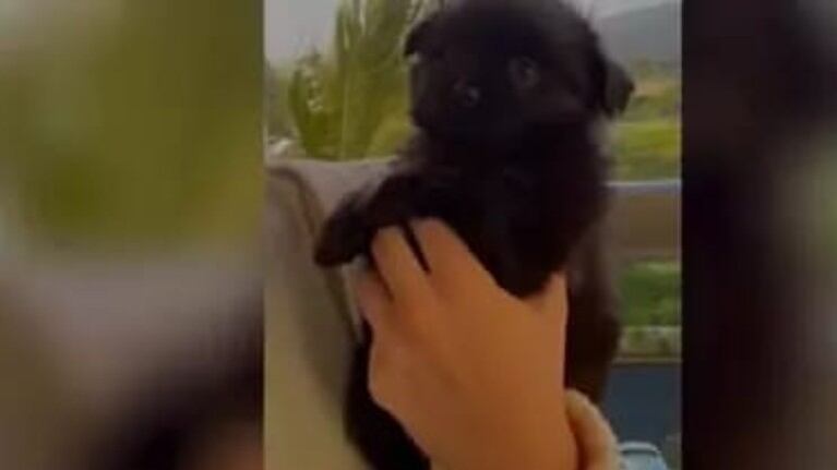 Esta mujer se enamora de un cachorro durante sus vacaciones y se lo lleva a casa