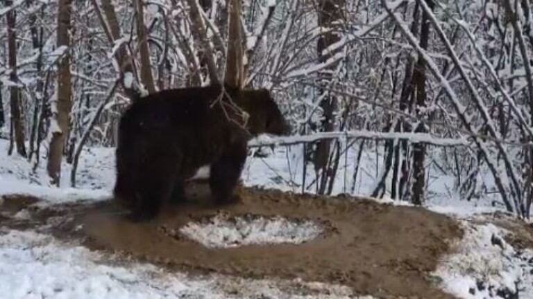 Esta osa vive atrapada en una jaula imaginaria tras 20 años encerrado en un zoológico