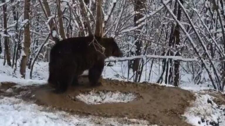 Esta osa vive atrapada en una jaula imaginaria tras 20 años encerrado en un zoológico