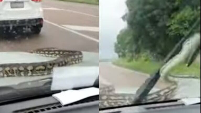Esta pareja se lleva un buen susto al descubrir a una pitón en el parabrisas de su coche en mitad de la carretera