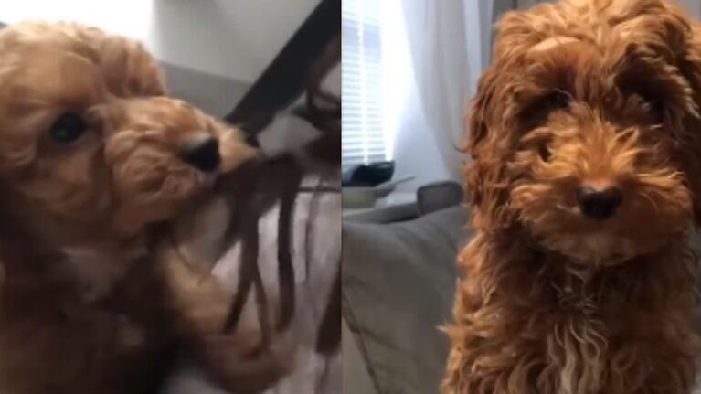 Esta perrita cuya nariz tiene forma de corazón se reencuentra con sus dueños después de que la secuestraran