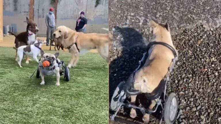 Esta perrita discapacitada puede seguir disfrutando de la vida gracias a la implicación de su dueña