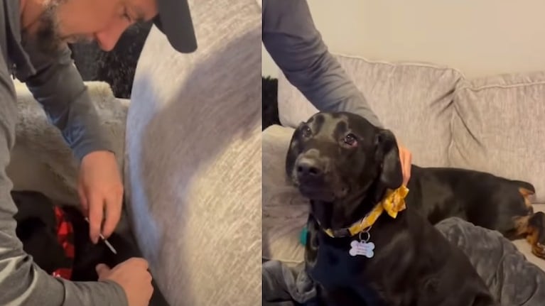 Esta perrita espera su turno para recibir una falsa inyección de insulina en solidaridad con su compañera canina