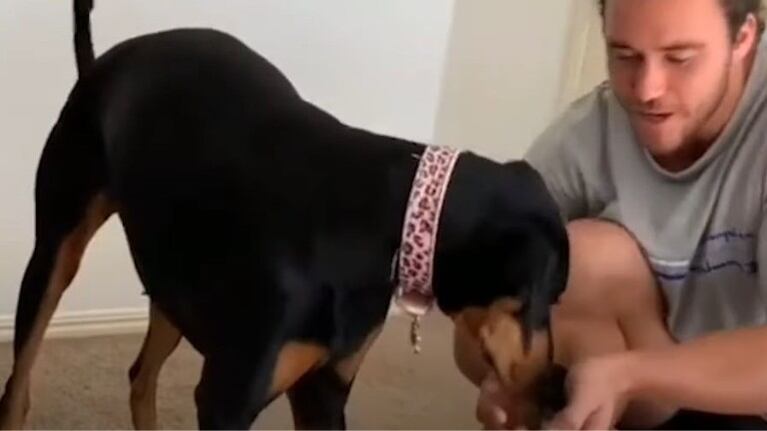 Esta perrita ha pasado nueve meses criando a cuatro polluelos hasta convertirlos en adultos