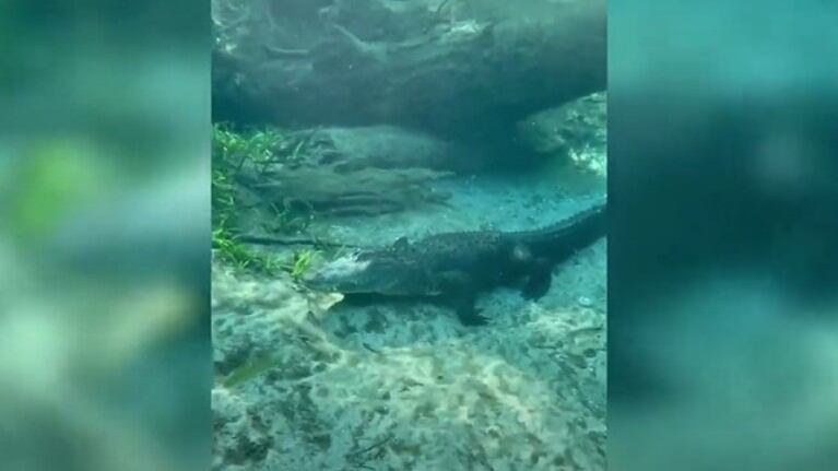 Esta piragüista captó el momento en que su grupo enfrentó con un caimán durante su expedición