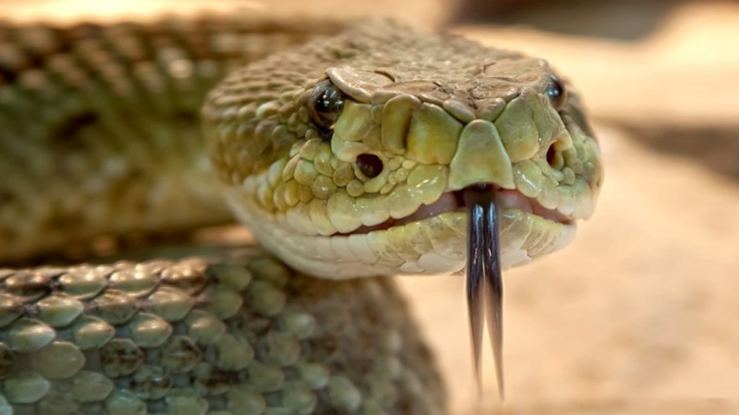 Esta serpiente es capaz de matar a 100 personas con su veneno