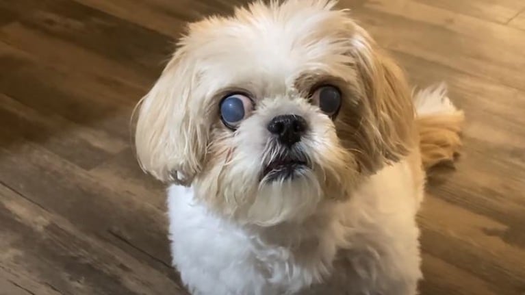 Esta shih tzu tiene un aspecto único con sus ojos de color azul pálido