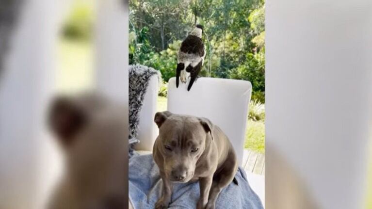 Esta urraca ha empezado a “ladrar” desde que una perrita la adoptó como su propia hija