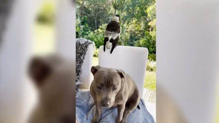Esta urraca ha empezado a “ladrar” desde que una perrita la adoptó como su propia hija