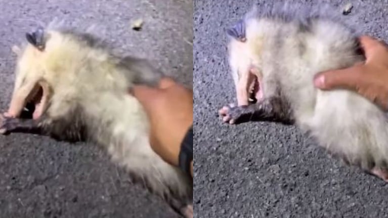   Esta zarigüeya se hace la muerta delante de un joven fotógrafo