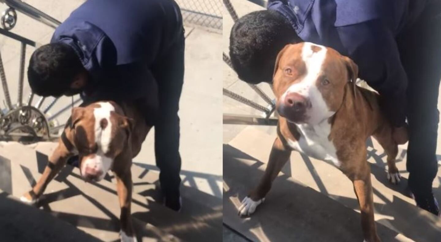 ¿Estaba cansado o es algo testarudo? Perro se niega a subir las escaleras y hace reír a los usuarios