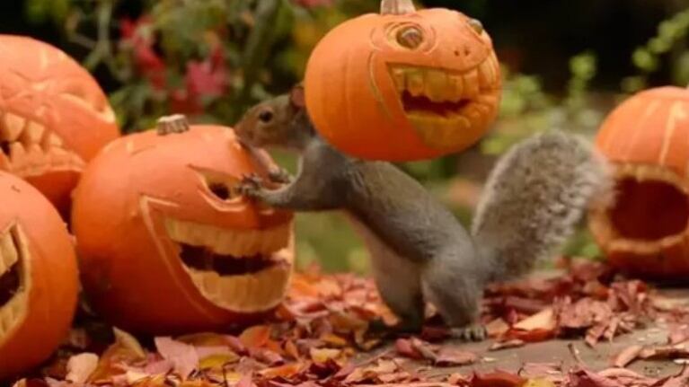 Estas ardillas juguetean con las calabazas de Halloween... y una de ellas se la pone en la cabeza