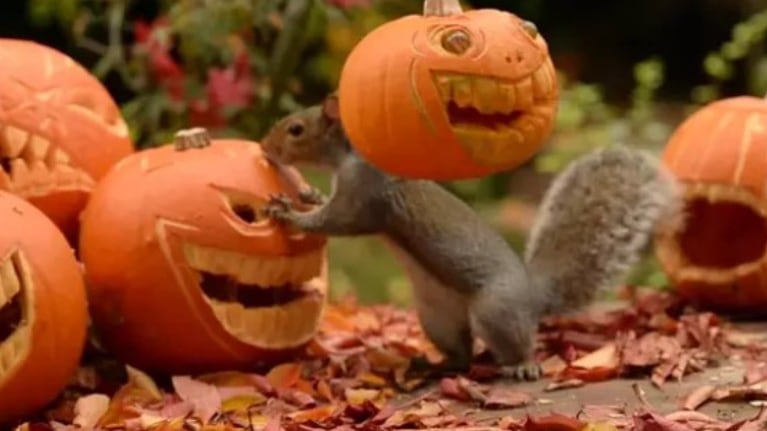 Estas ardillas juguetean con las calabazas de Halloween... y una de ellas se la pone en la cabeza