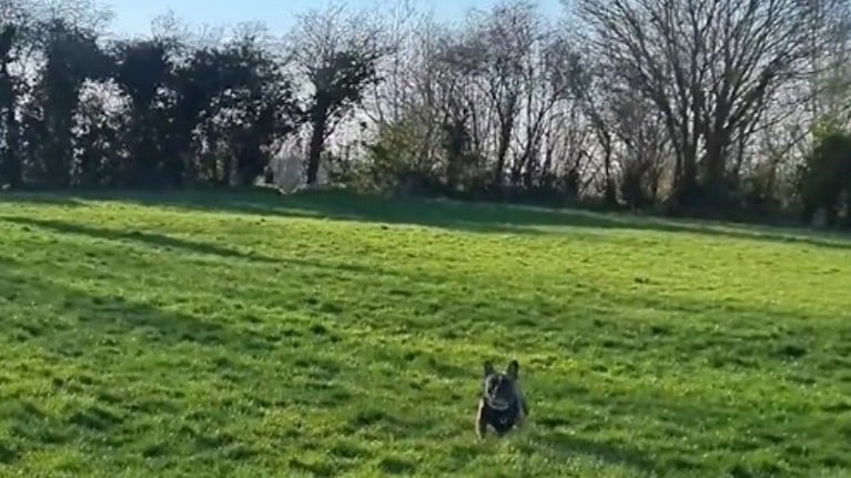 Este adorable bulldog hace volteretas cuando se siente emocionado