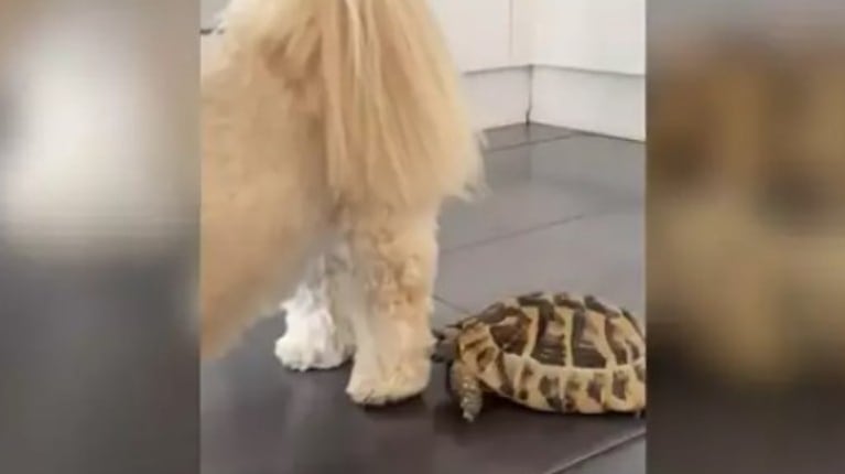 Este adorable perro se llevó un pequeño susto cuando una tortuga intentó morderle
