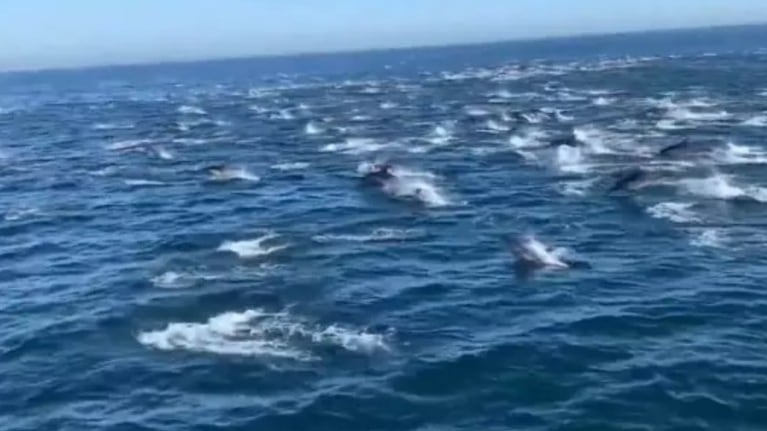 Este asombroso vídeo muestra a cientos de delfines nadar cerca de un barco