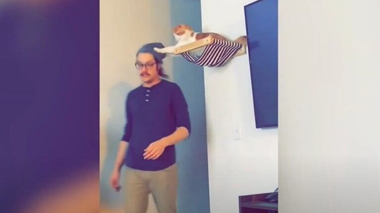 Este astuto gato estuvo al acecho para sorprender a su dueño y robarle el sombrero con una astucia impresionante
