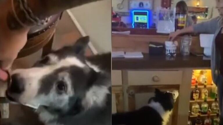 Este bar recibe las propinas que un Collie recolecta
