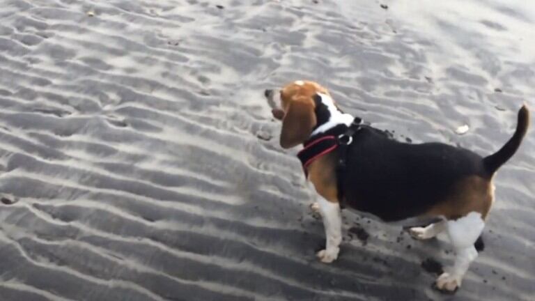 Este beagle con obesidad pierde 13 kilos tras ponerse a dieta